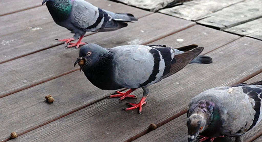 Effective Bird Control: Protect Your Property from Roosting Pests