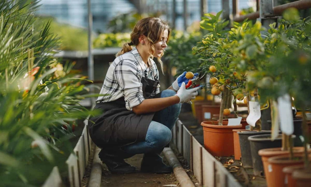 Top 10 UK Fruit Plant Suppliers with Practical Aftercare Resources