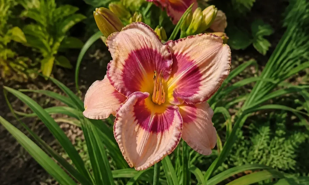 How to Buy Double Flowered Daylilies for Textured Summer Borders