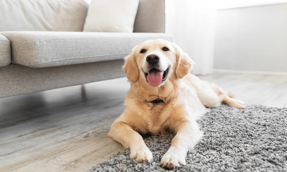 Choosing a Pet-Friendly Home in Singapore: Practical Factors Buyers Should Consider